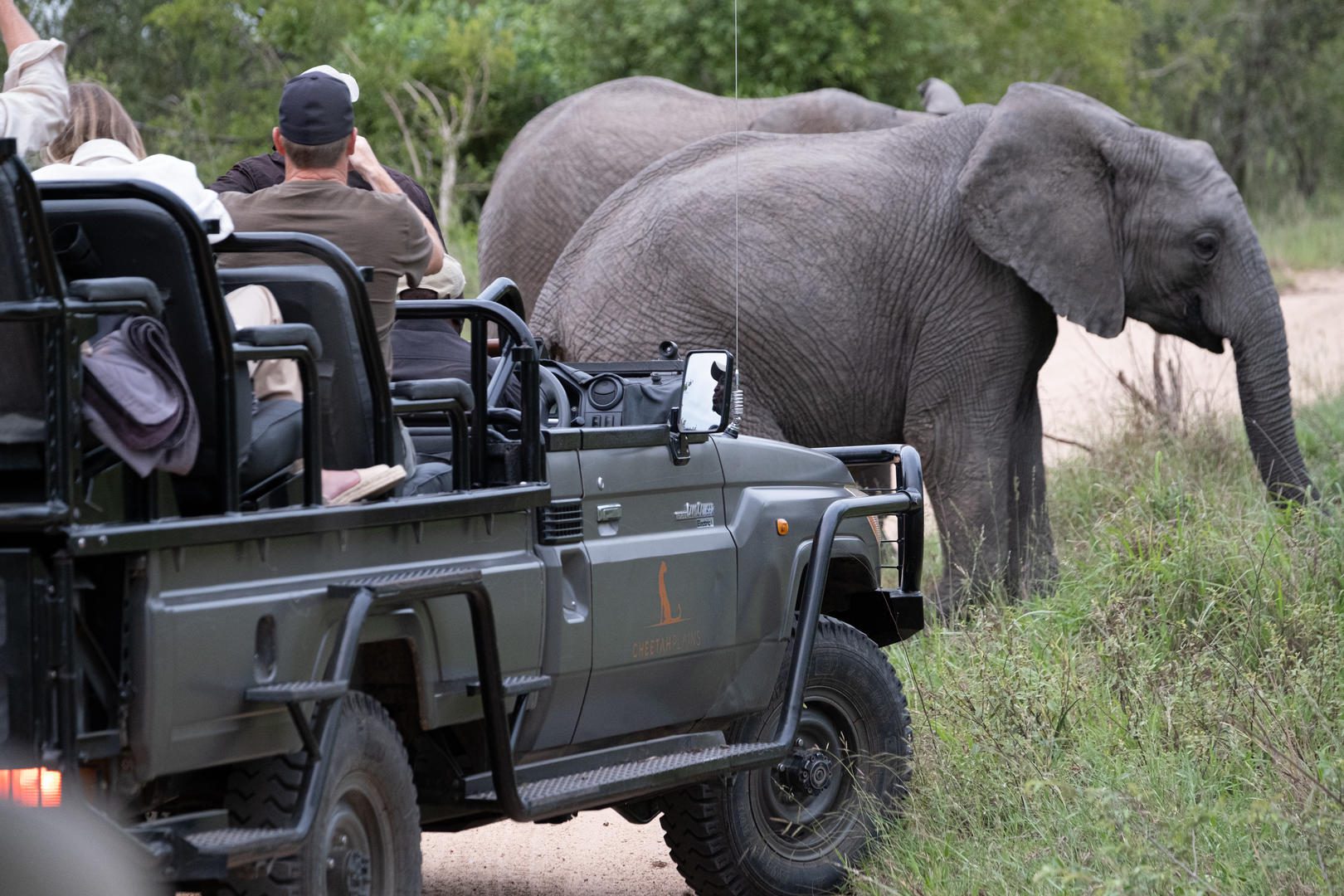 Cheetah Plains Safari Lodge - Sabi Sands Lodges Reservations - Sabi Sands Game Reserve 84 Elephants on Safari