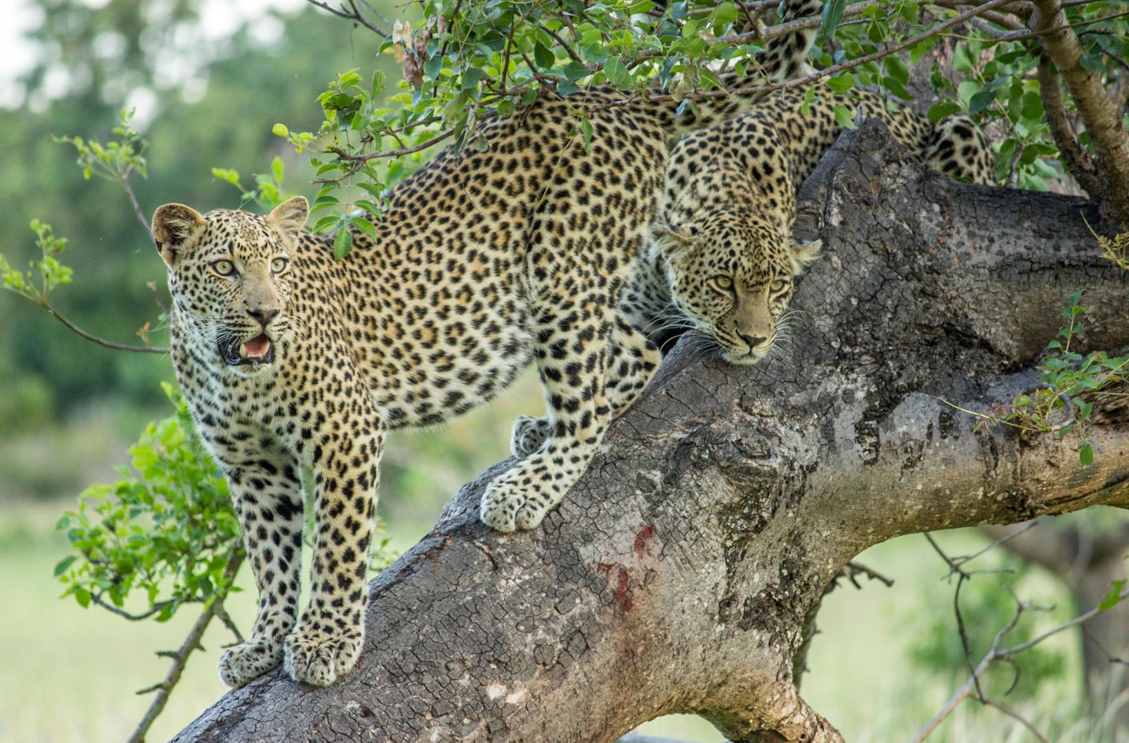 Cheetah Plains Safari Lodge - Sabi Sands Lodges Reservations - Sabi Sands Game Reserve 79 Female Leopard sub adult male cub