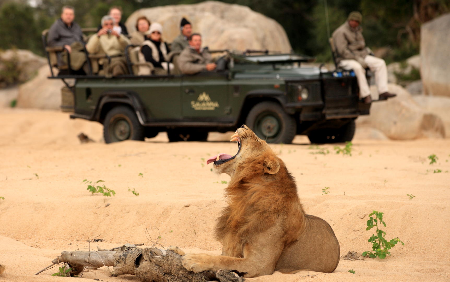 Savanna Private Lodge - Sabi Sands Game Reserve - Kruger National Park 82 Game viewing