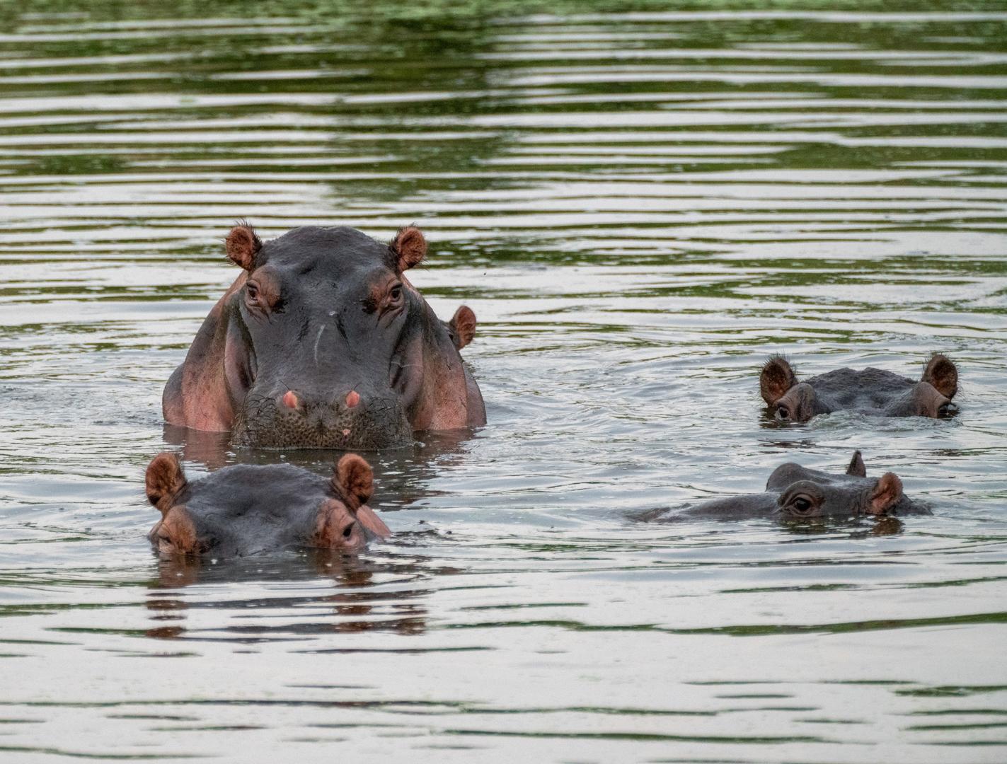 Cheetah Plains Safari Lodge - Sabi Sands Lodges Reservations - Sabi Sands Game Reserve 80 Hippos