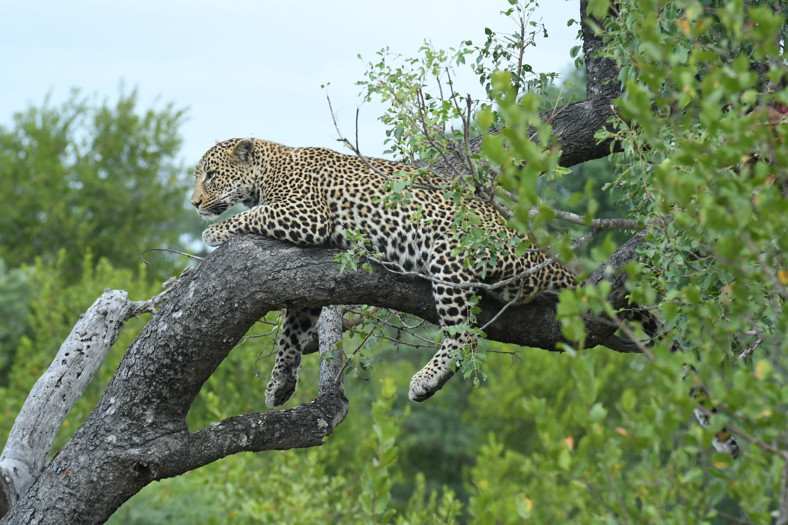 Jaci's Sabi House - Sabi Sands Game Reserve - Reservations 76 Iconic Leopard in a Tree Shot a regular occurrance