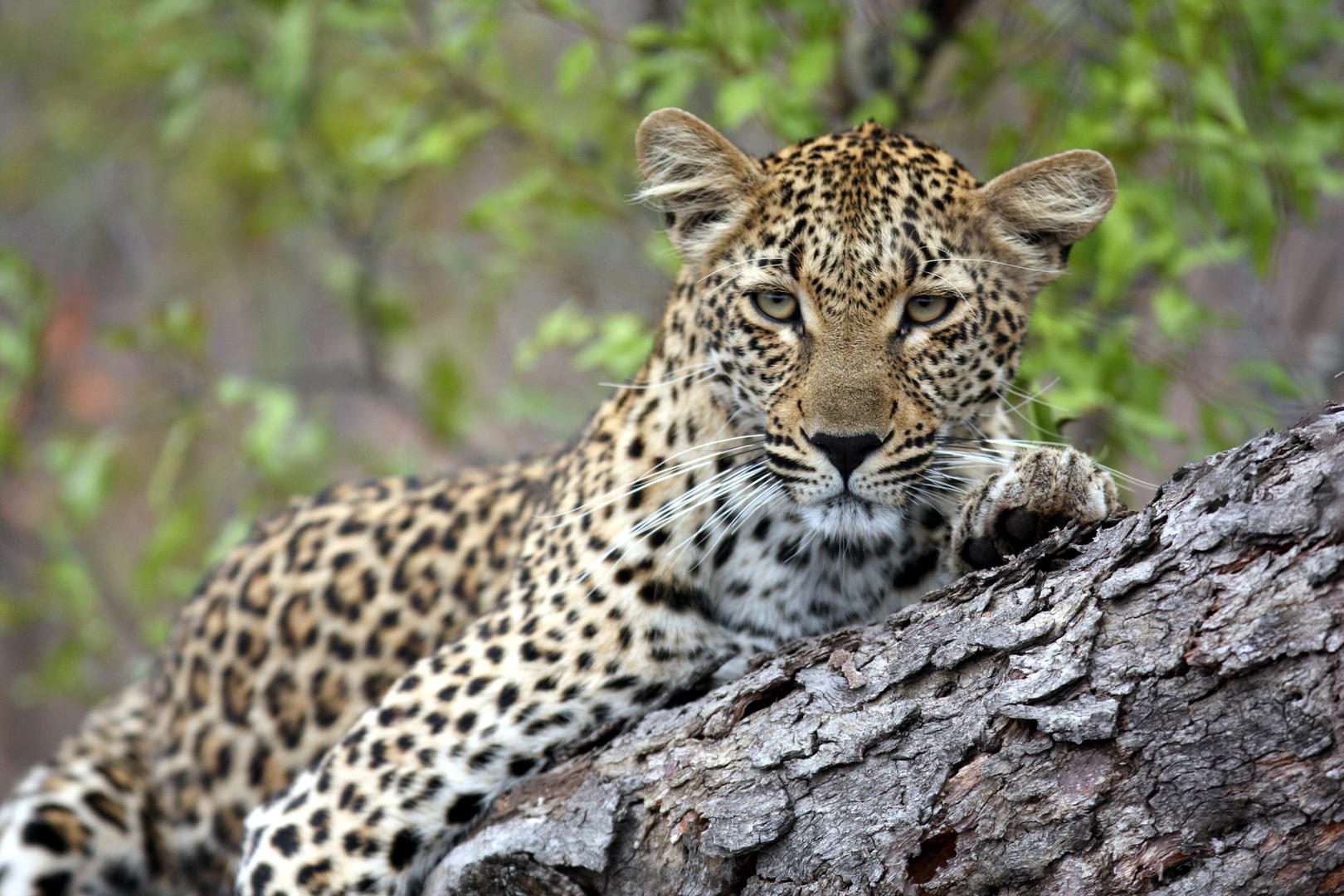 Savanna Private Lodge - Sabi Sands Game Reserve - Kruger National Park 83 Leopard