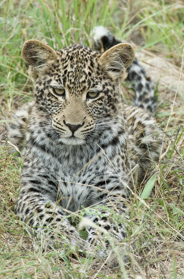 Jaci's Sabi House - Sabi Sands Game Reserve - Reservations 77 Leopard Cub on Drive