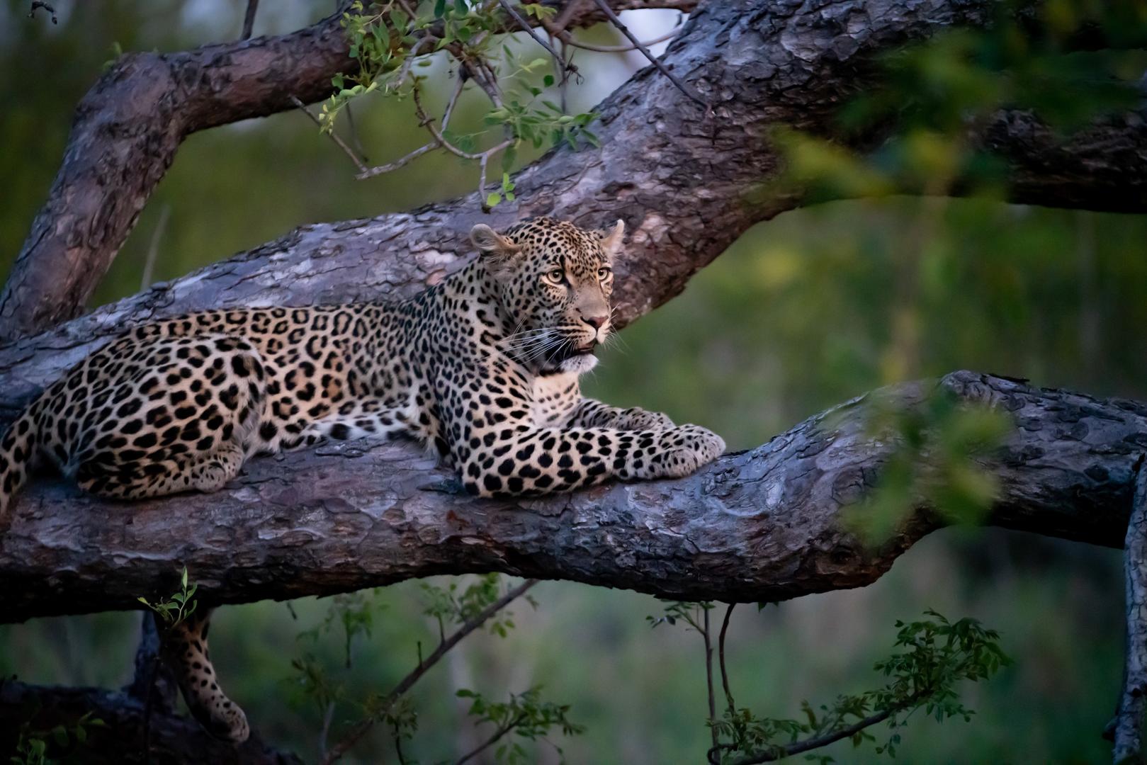 Cheetah Plains Safari Lodge - Sabi Sands Lodges Reservations - Sabi Sands Game Reserve 82 Leopard