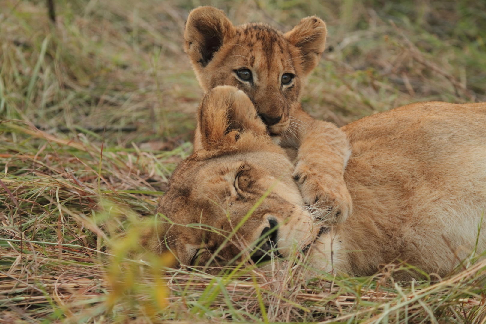 Savanna Private Lodge - Sabi Sands Game Reserve - Kruger National Park 84 Lioness and her cub