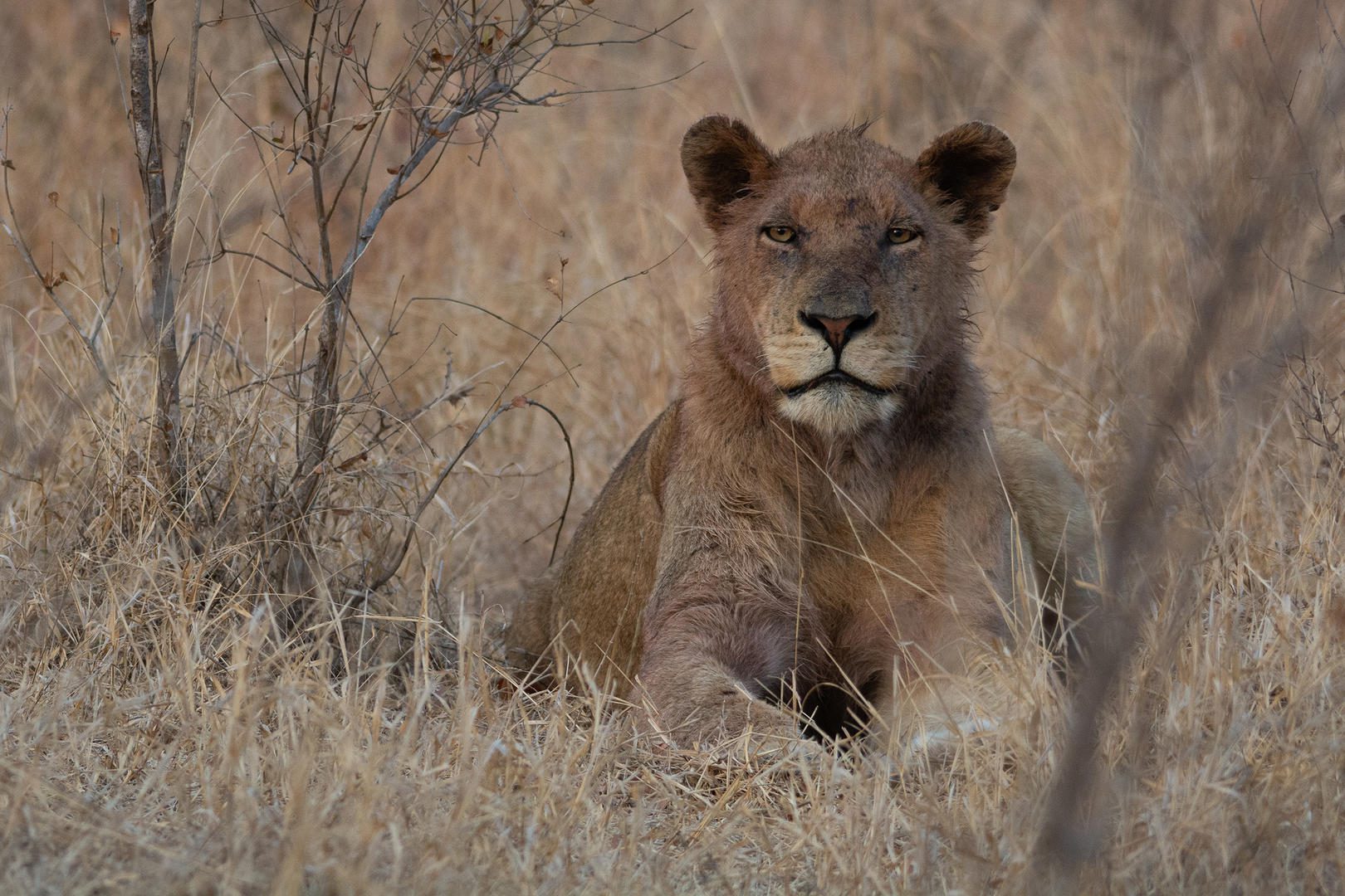 Lions big