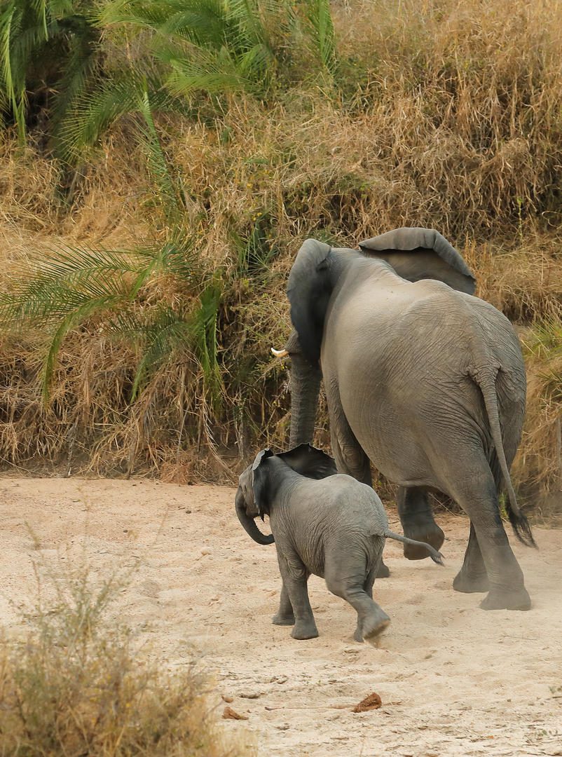Silvan Safari Lodge - Sabi Sands Game Reserve - Sabi Sands Lodges Reservations - Bookings 81 Main Lodge Deck