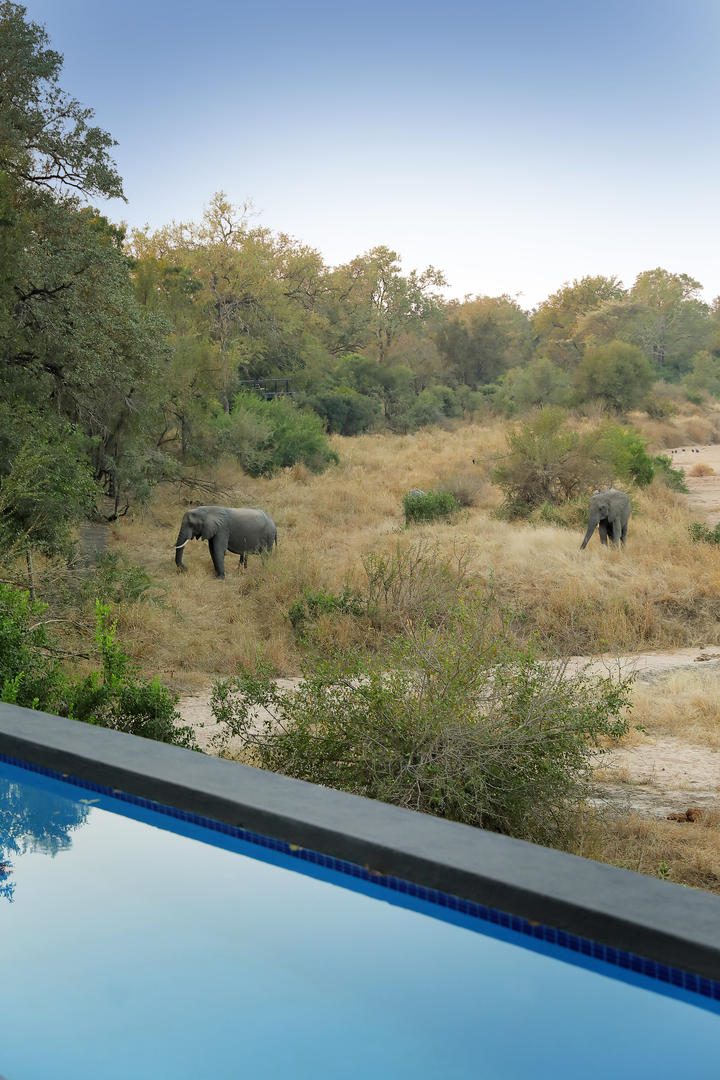 Silvan Safari Lodge - Sabi Sands Game Reserve - Sabi Sands Lodges Reservations - Bookings 77 Main Lodge Deck