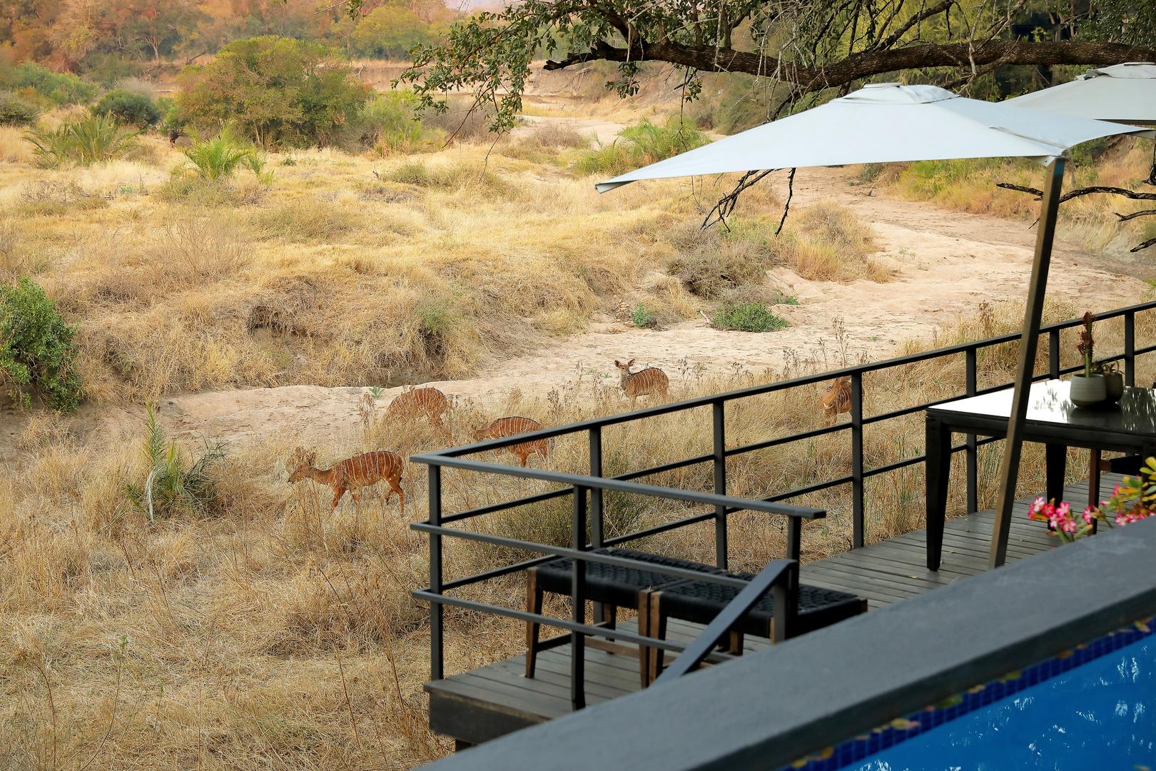 Silvan Safari Lodge - Sabi Sands Game Reserve - Sabi Sands Lodges Reservations - Bookings 13 Main Lodge