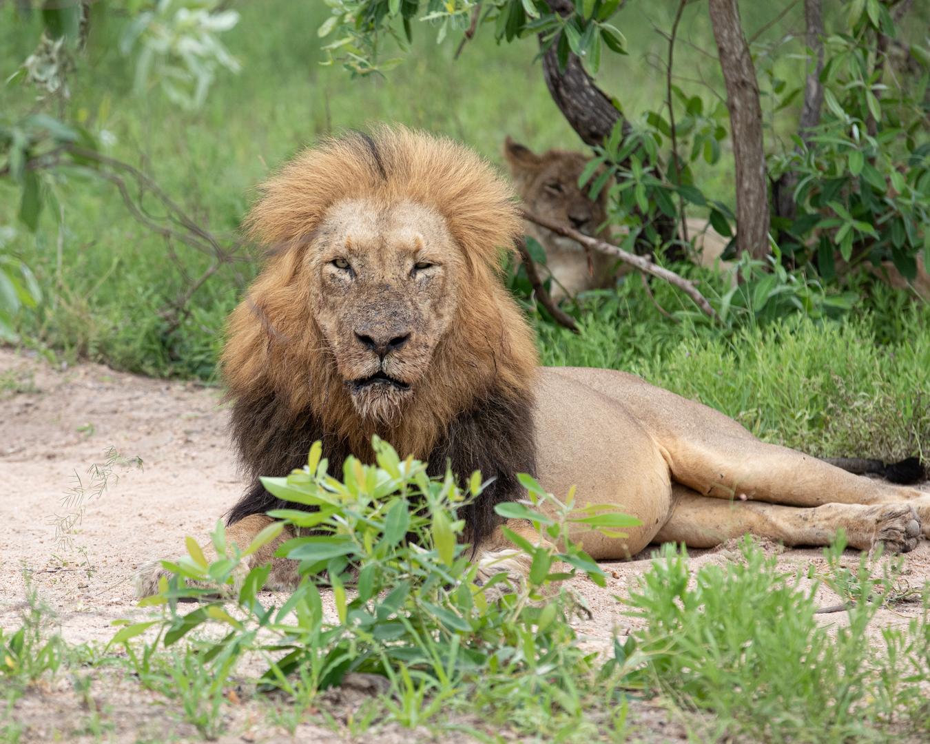 Cheetah Plains Safari Lodge - Sabi Sands Lodges Reservations - Sabi Sands Game Reserve 83 Male Lion