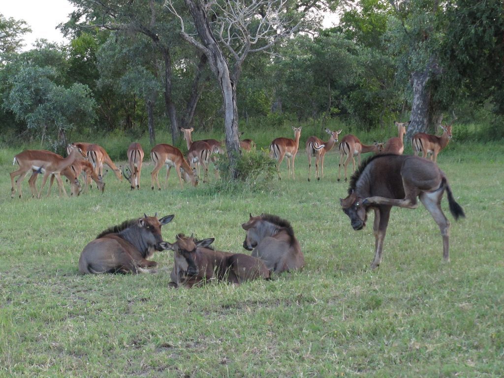 Nkorho Bush Lodge - Sabi Sands Game Reserve - Reservations 73 Nkorho Bush Lodge wildlife buffalo