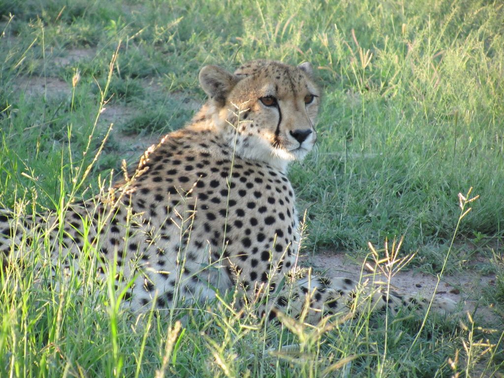 Nkorho Bush Lodge - Sabi Sands Game Reserve - Reservations 78 Nkorho Bush Lodge wildlife cheeta