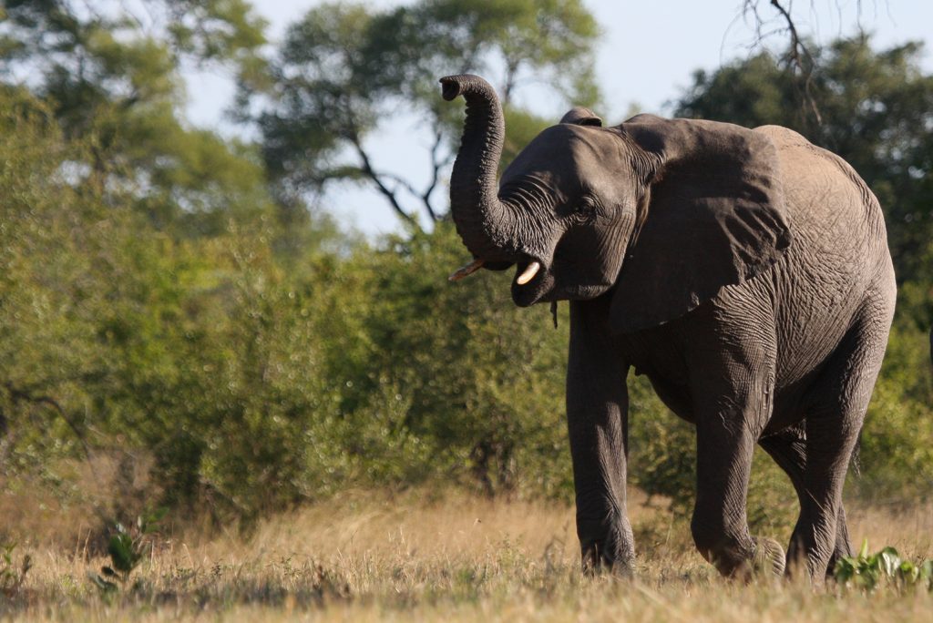Nkorho Bush Lodge - Sabi Sands Game Reserve - Reservations 75 Nkorho Bush Lodge wildlife elephant