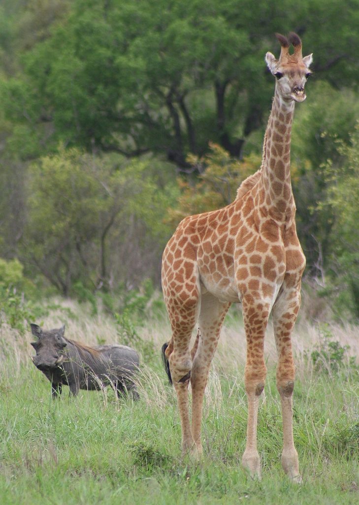 Nkorho Bush Lodge - Sabi Sands Game Reserve - Reservations 80 Nkorho Bush Lodge wildlife giraffe