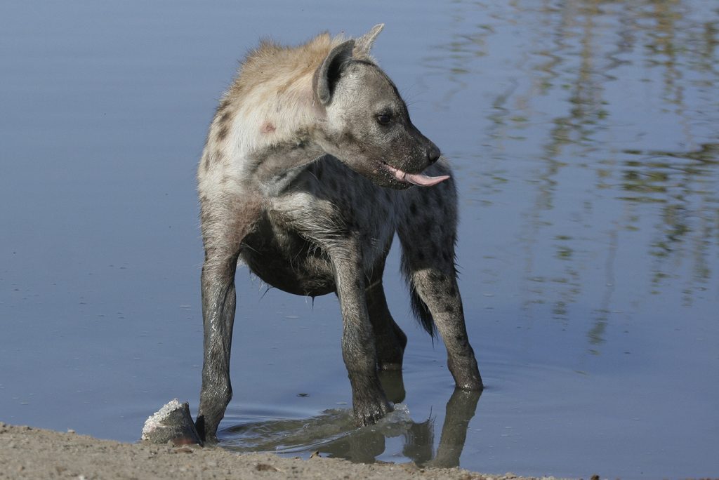 Nkorho Bush Lodge - Sabi Sands Game Reserve - Reservations 77 Nkorho Bush Lodge wildlife hyena