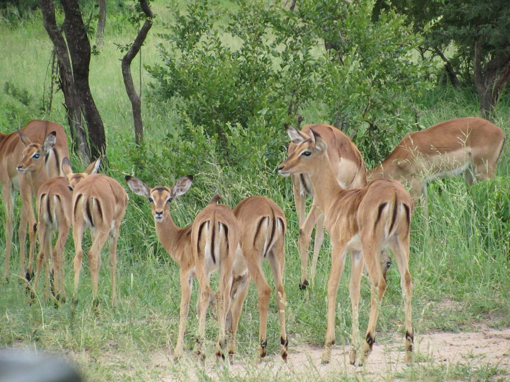 Nkorho Bush Lodge - Sabi Sands Game Reserve - Reservations 74 Nkorho Bush Lodge wildlife impala