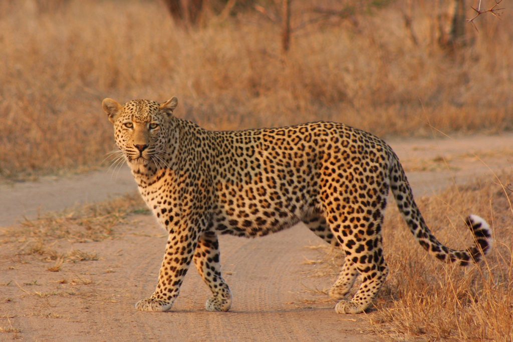 Nkorho Bush Lodge - Sabi Sands Game Reserve - Reservations 76 Nkorho Bush Lodge wildlife leopard