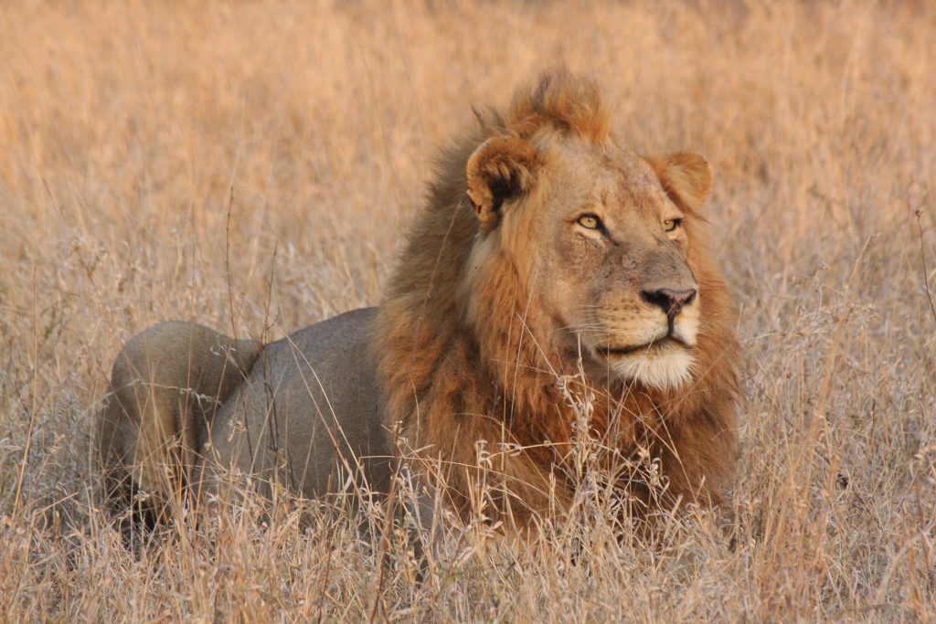 Nkorho Bush Lodge - Sabi Sands Game Reserve - Reservations 79 Nkorho Bush Lodge wildlife lion