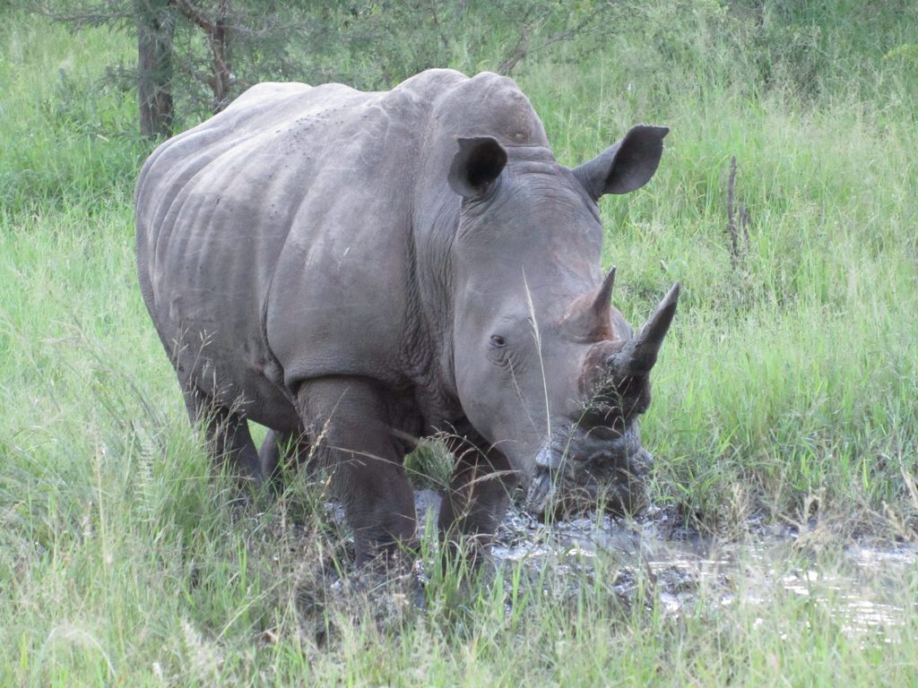 Nkorho Bush Lodge - Sabi Sands Game Reserve - Reservations 81 Nkorho Bush Lodge wildlife rhino