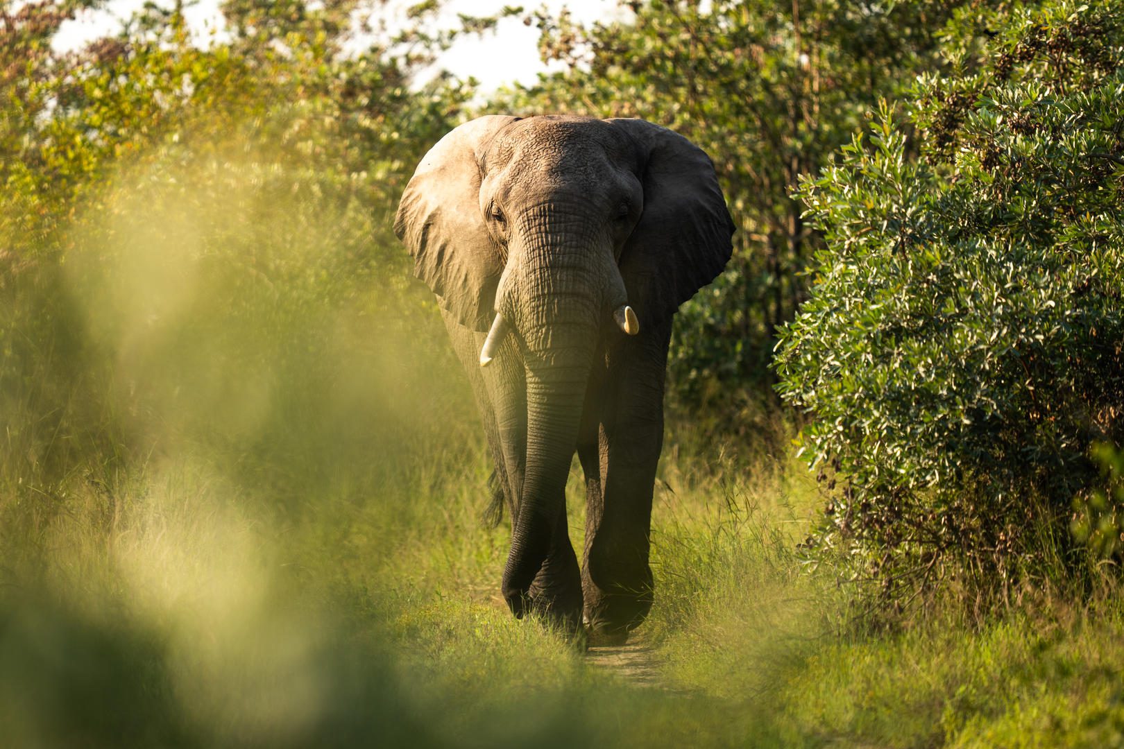 Silvan Safari Lodge - Sabi Sands Game Reserve - Sabi Sands Lodges Reservations - Bookings 83 Silvan