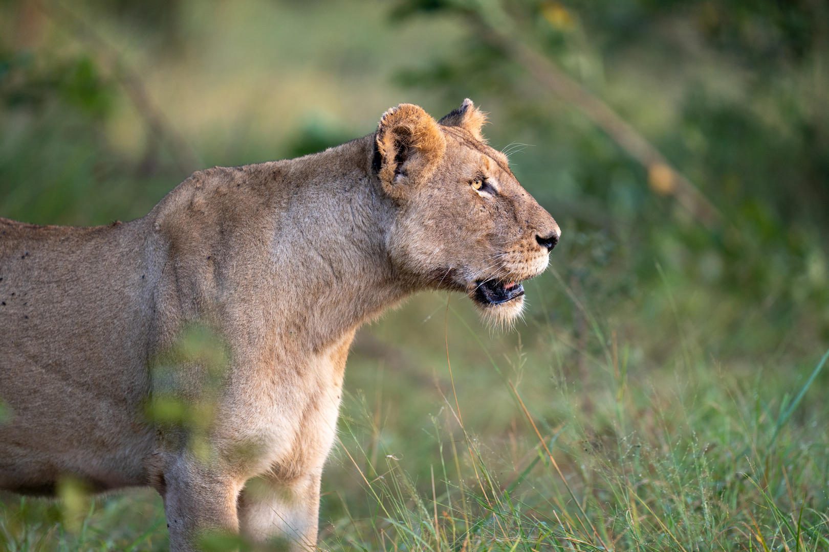 Silvan Safari Lodge - Sabi Sands Game Reserve - Sabi Sands Lodges Reservations - Bookings 76 Silvan