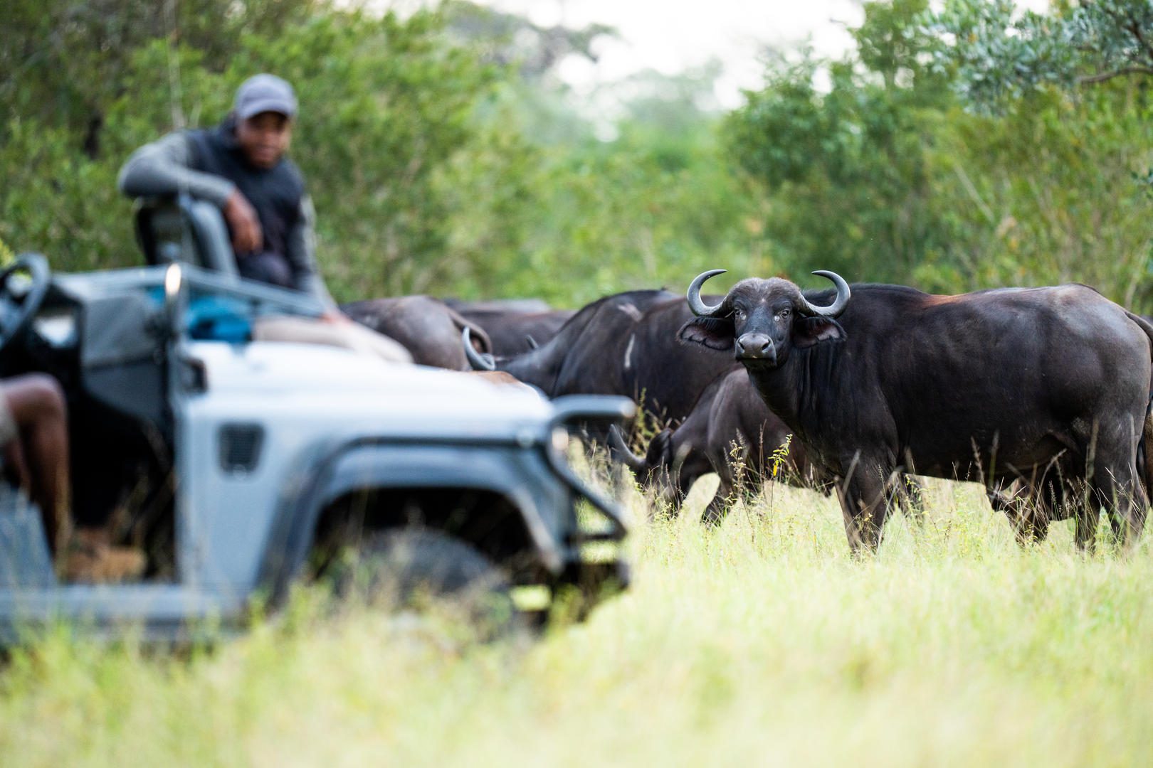 Silvan Safari Lodge - Sabi Sands Game Reserve - Sabi Sands Lodges Reservations - Bookings 79 Silvan