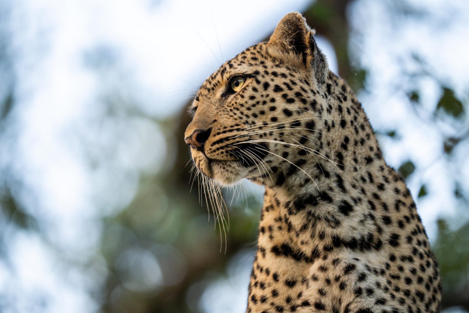 Silvan Safari Lodge - Sabi Sands Game Reserve - Sabi Sands Lodges Reservations - Bookings 80 Silvan