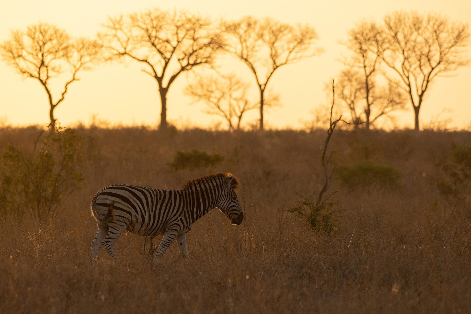 Sunsets in the Sabie Game Reserve
