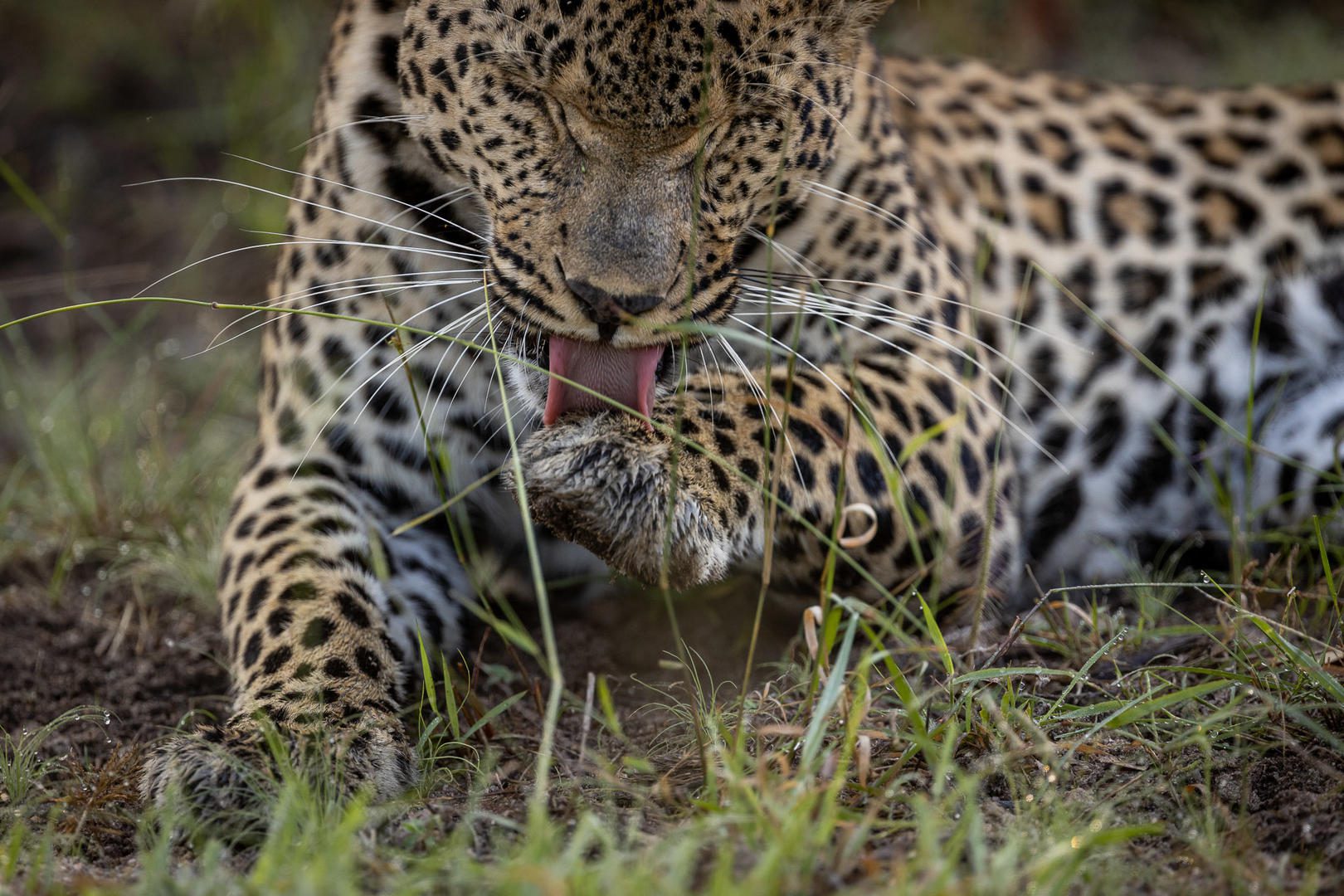 Umkumbe is a Haven for Leopards