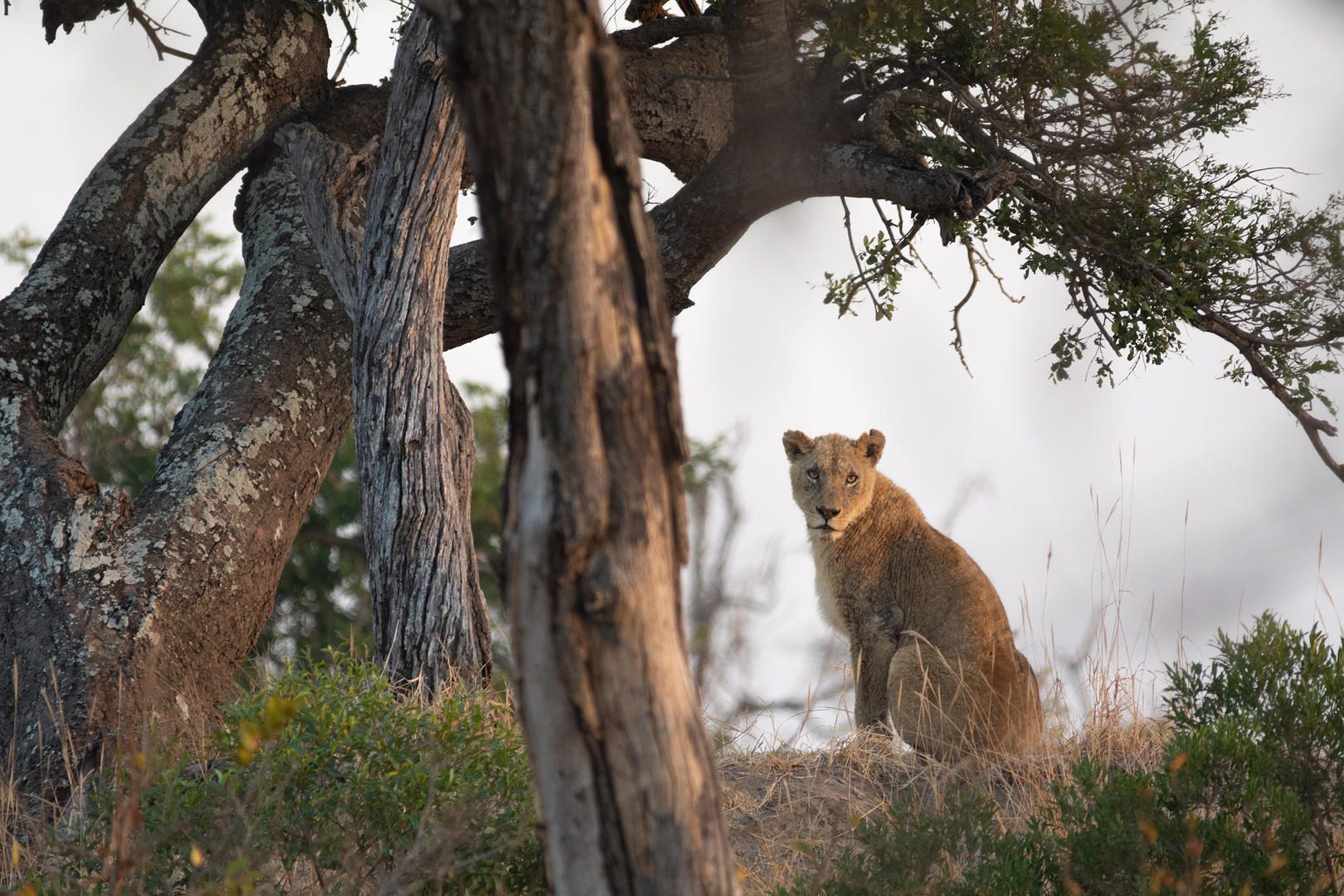 Umkumbe is big cat paradise