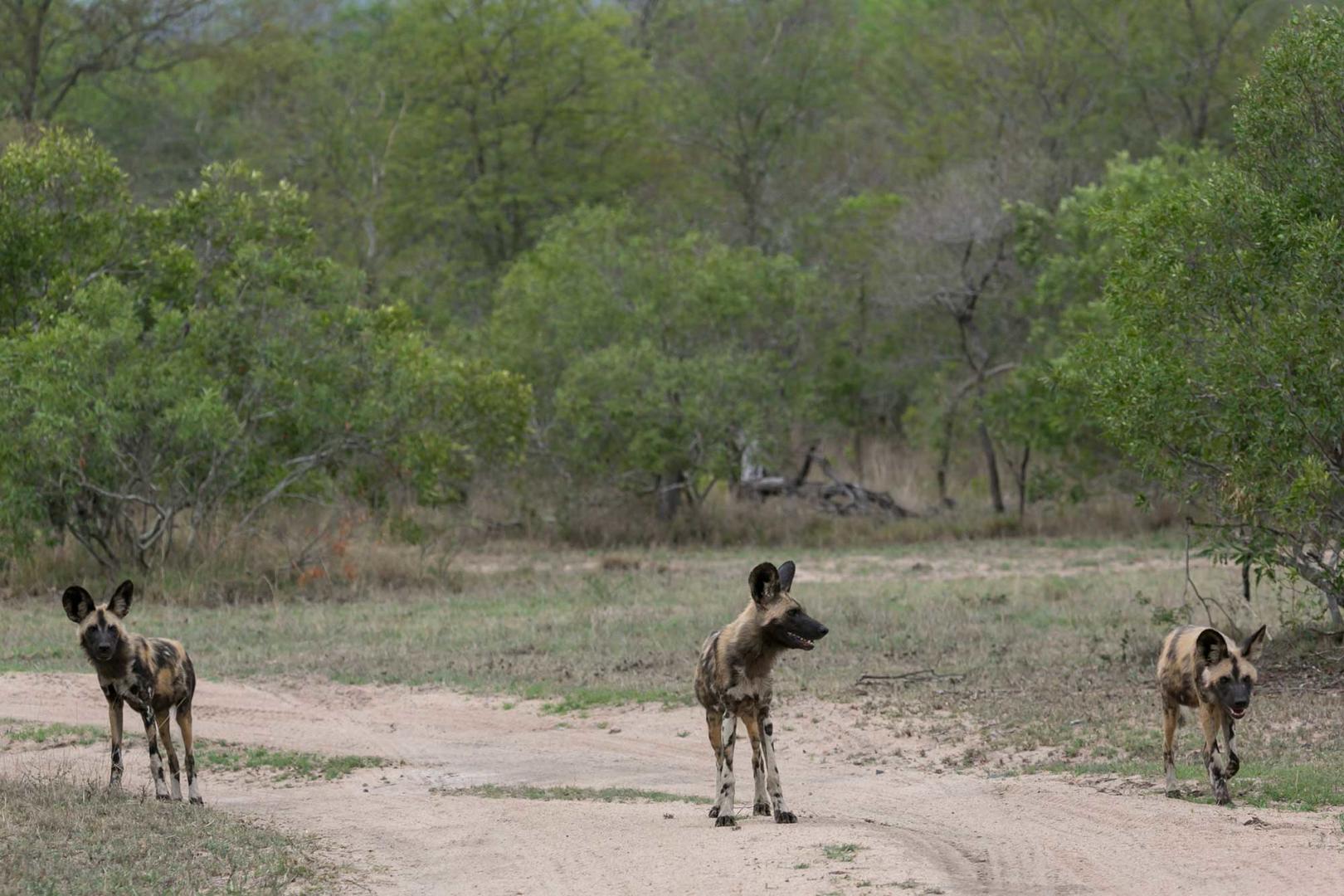 Wild dogs spotted on game drive
