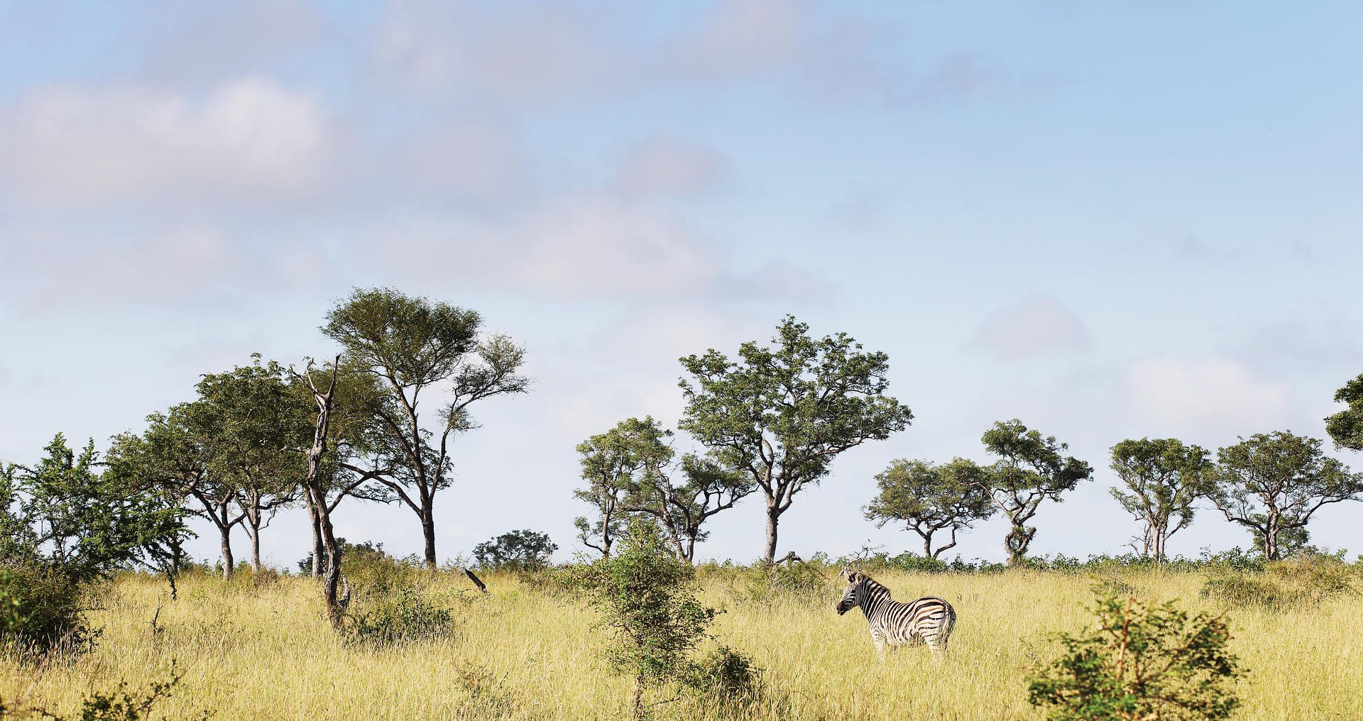 Varty Camp at Londolozi - Sabi Sands - Kruger National Park 94 Zebra