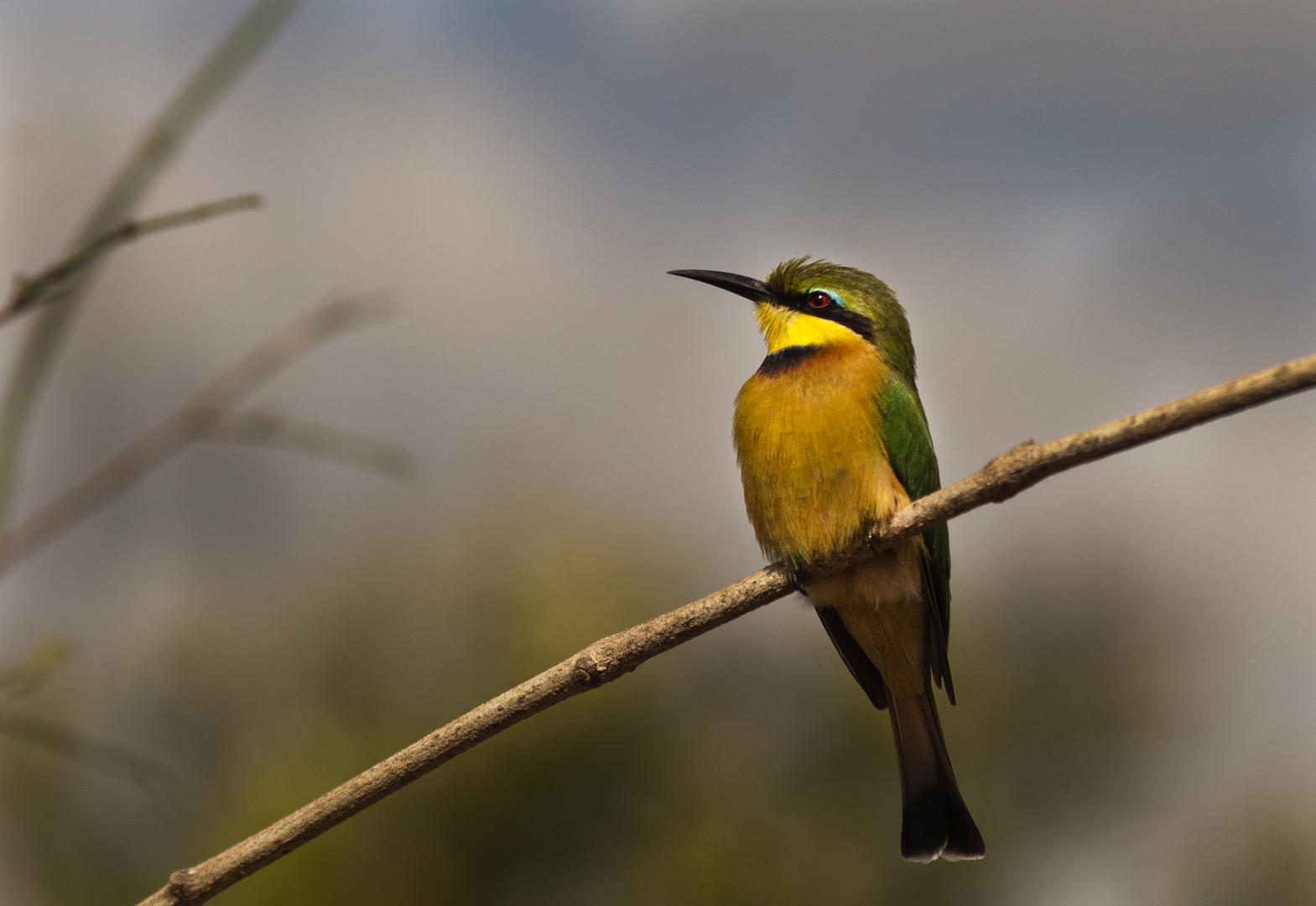 Londolozi Pioneer Camp - Sabi Sands Game Reserve - Kruger National Park 113 bee eater