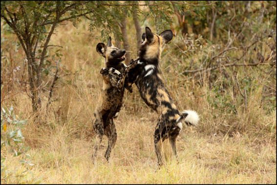 Savanna Private Lodge - Sabi Sands Game Reserve - Kruger National Park 90 dogs