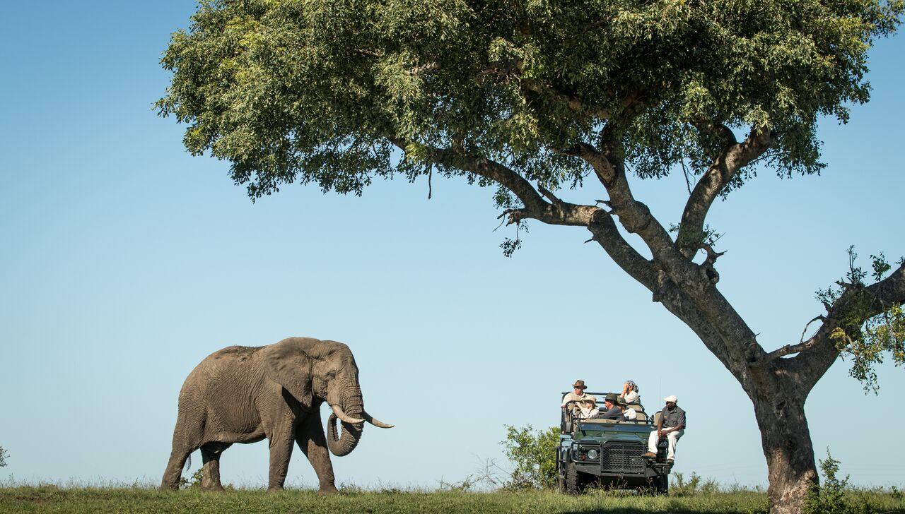 Savanna Private Lodge - Sabi Sands Game Reserve - Kruger National Park 91 elephant preview jpeg