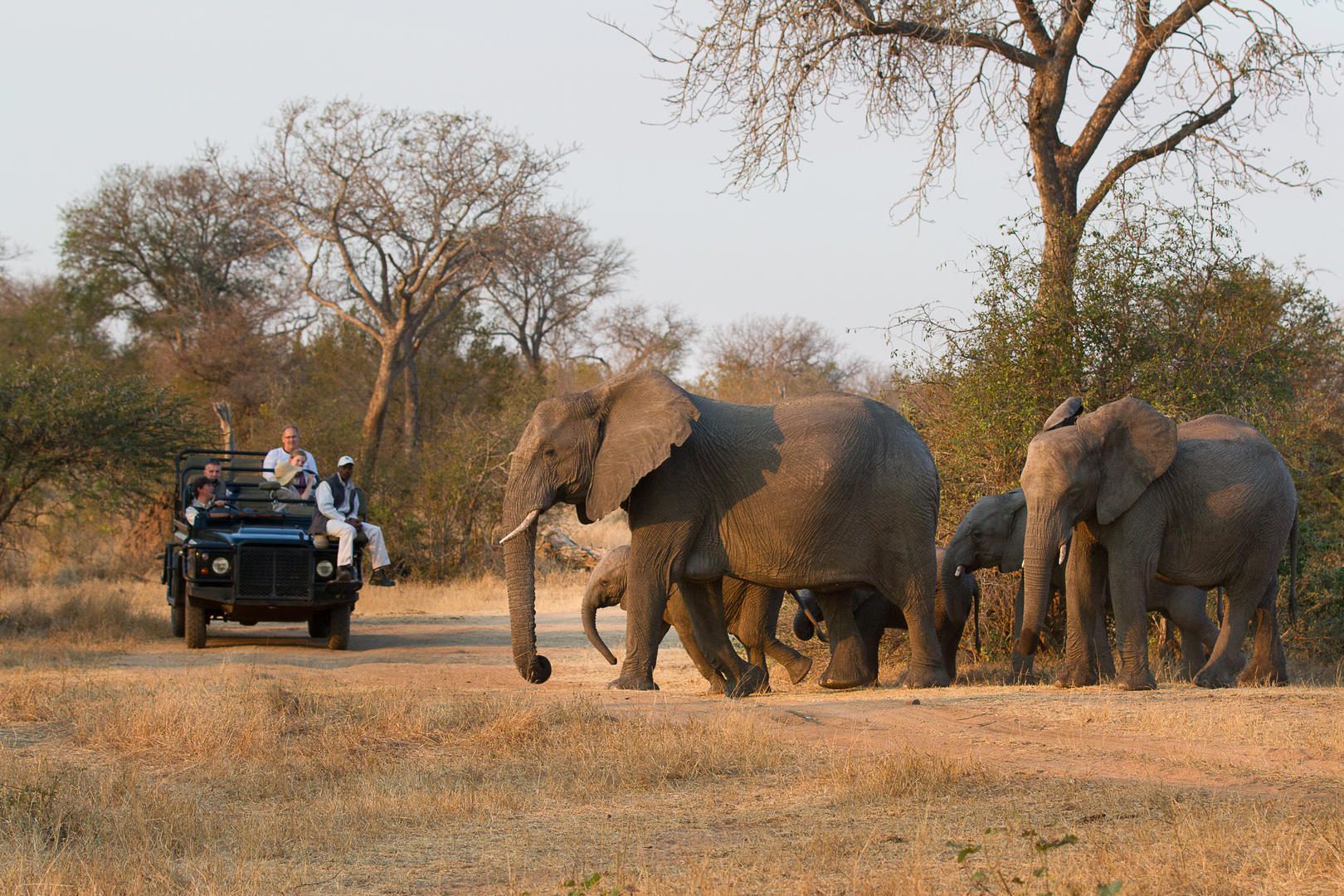 Londolozi Pioneer Camp - Sabi Sands Game Reserve - Kruger National Park 116 elephants sean creswell
