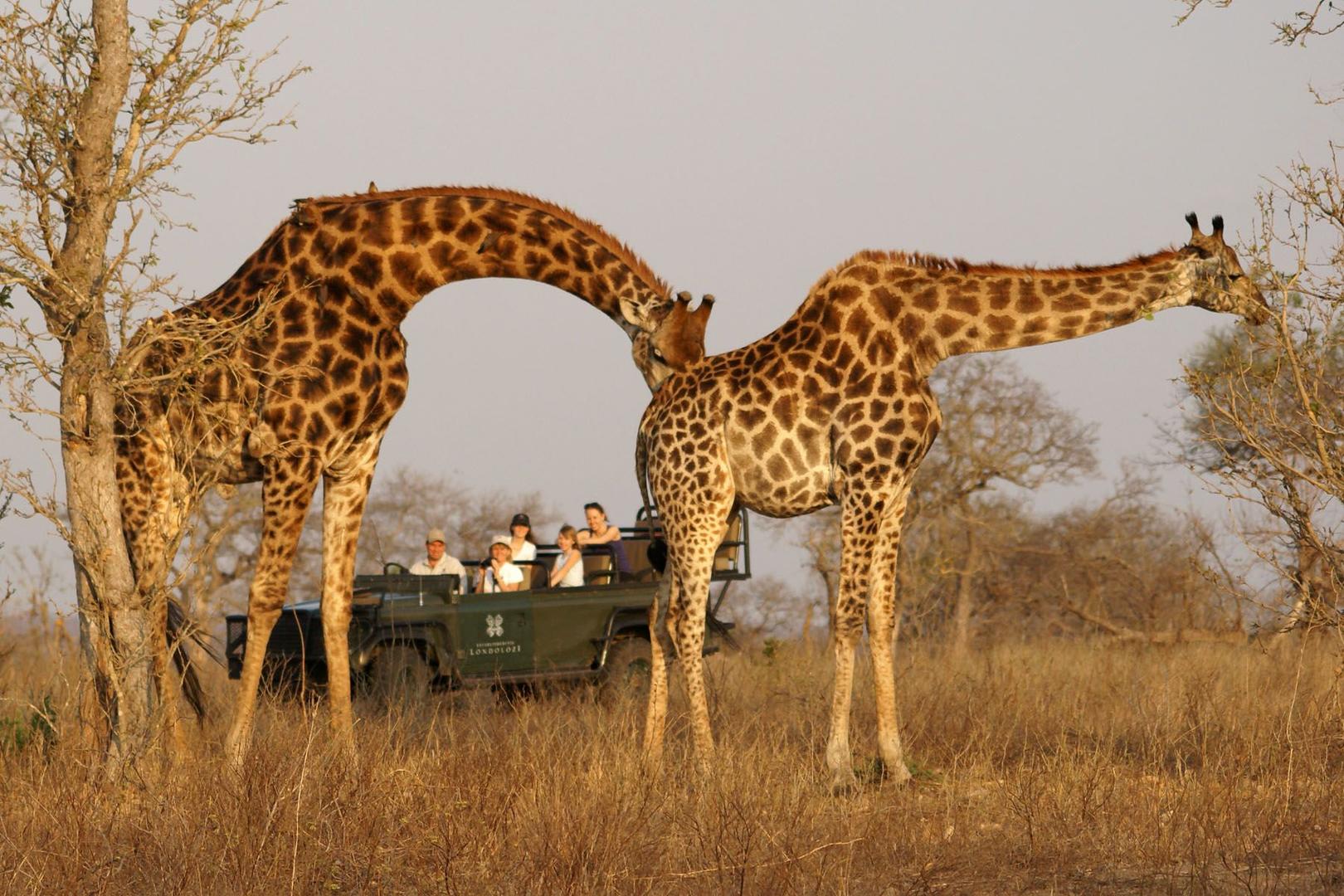 Londolozi Founders Camp - Sabi Sands Game Reserve - Kruger National Park 94 giraffes