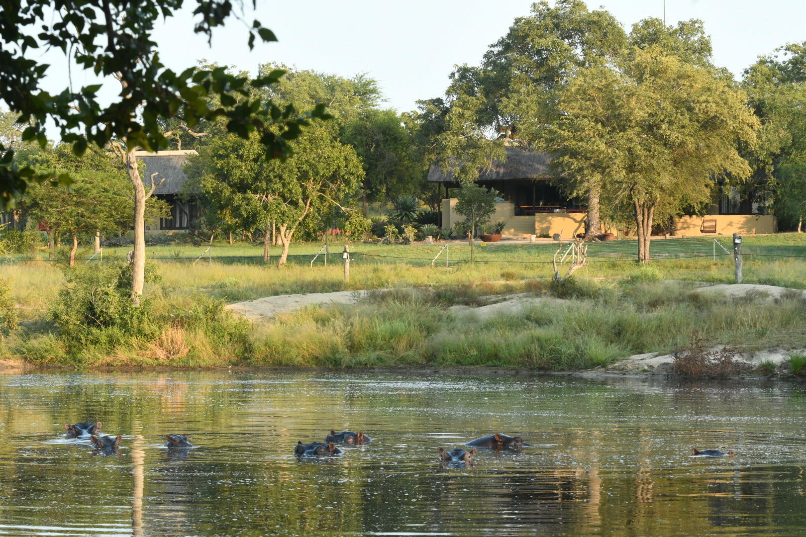 Jaci's Sabi House - Sabi Sands Game Reserve - Reservations 75 hippo in front of lodge