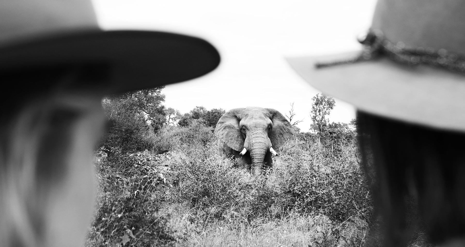 Londolozi Pioneer Camp - Sabi Sands Game Reserve - Kruger National Park 118 lg elephant