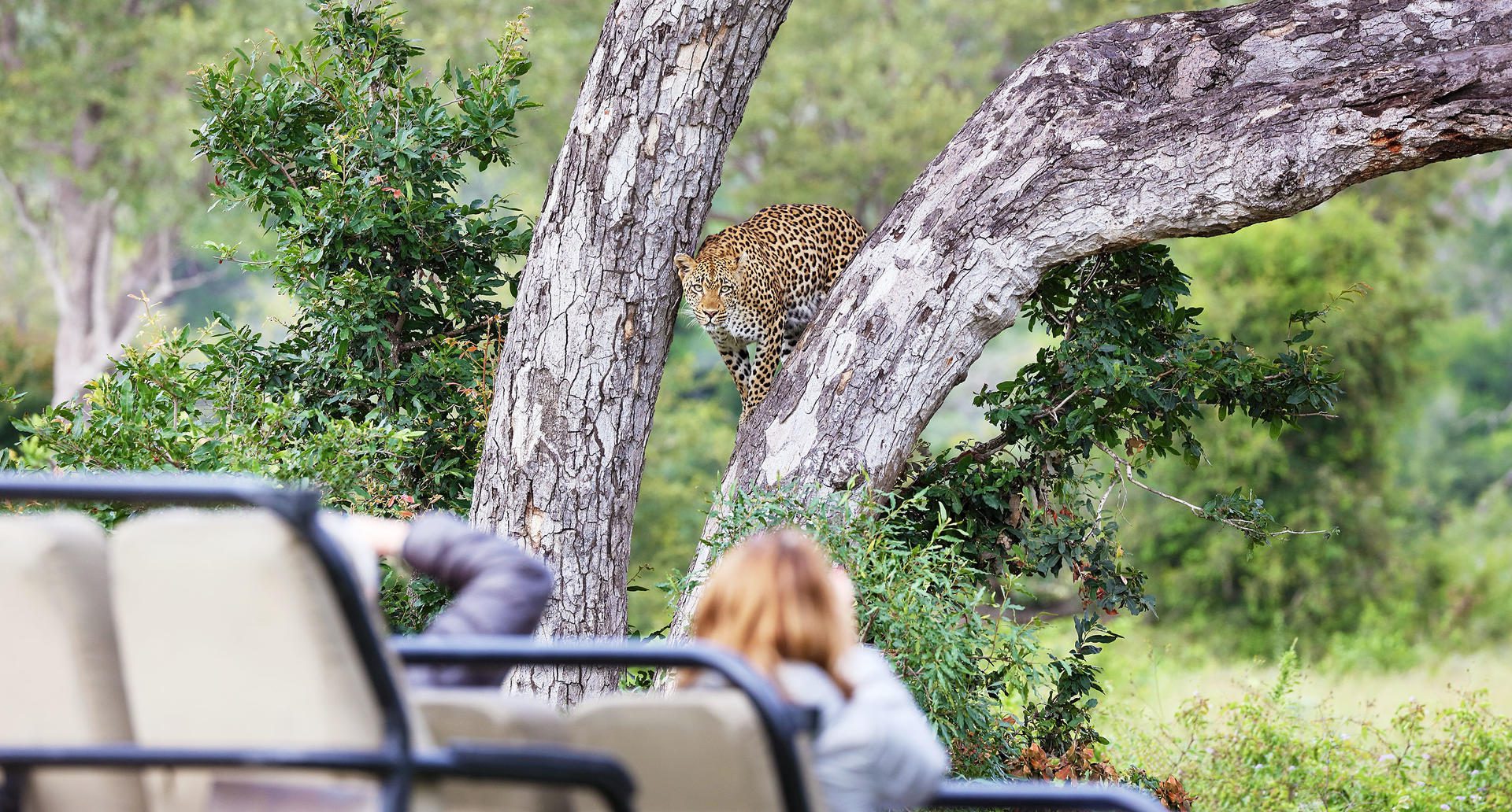 Londolozi Pioneer Camp - Sabi Sands Game Reserve - Kruger National Park 119 lg leopard
