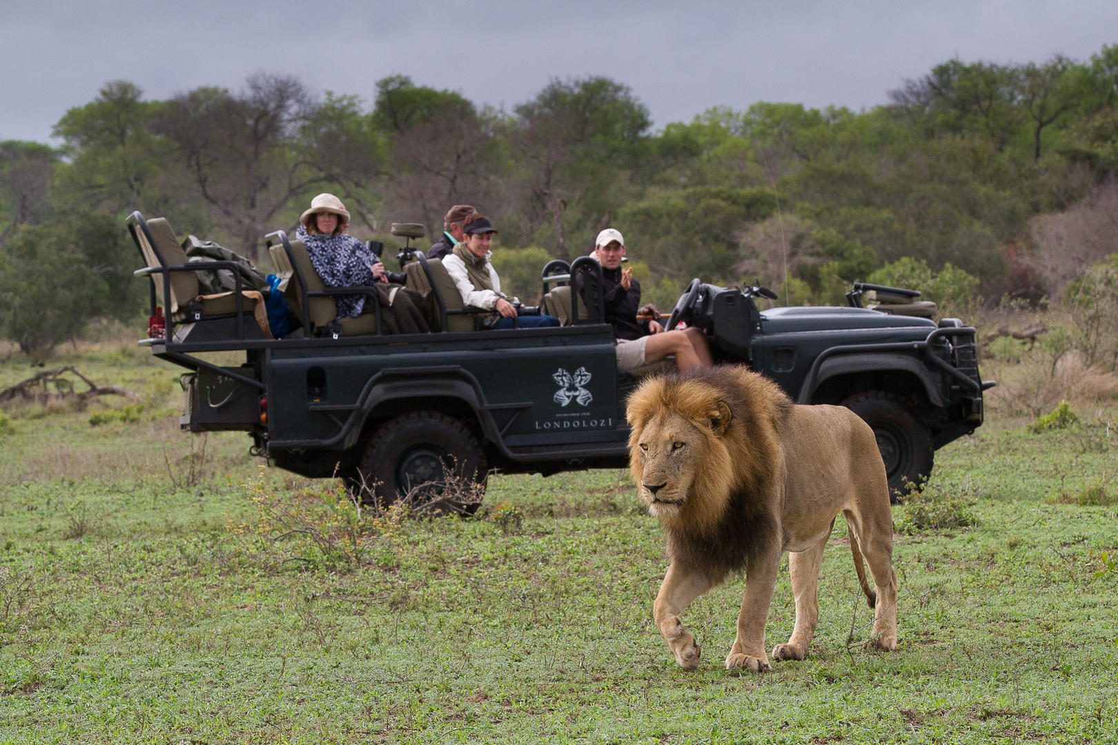 Varty Camp at Londolozi - Sabi Sands - Kruger National Park 90 male lion dean smithyman