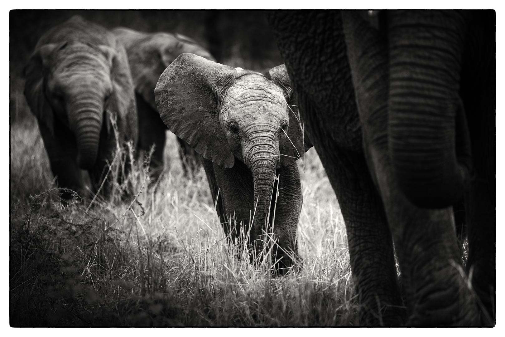 Londolozi Pioneer Camp - Sabi Sands Game Reserve - Kruger National Park 109 mg bw rich laburn
