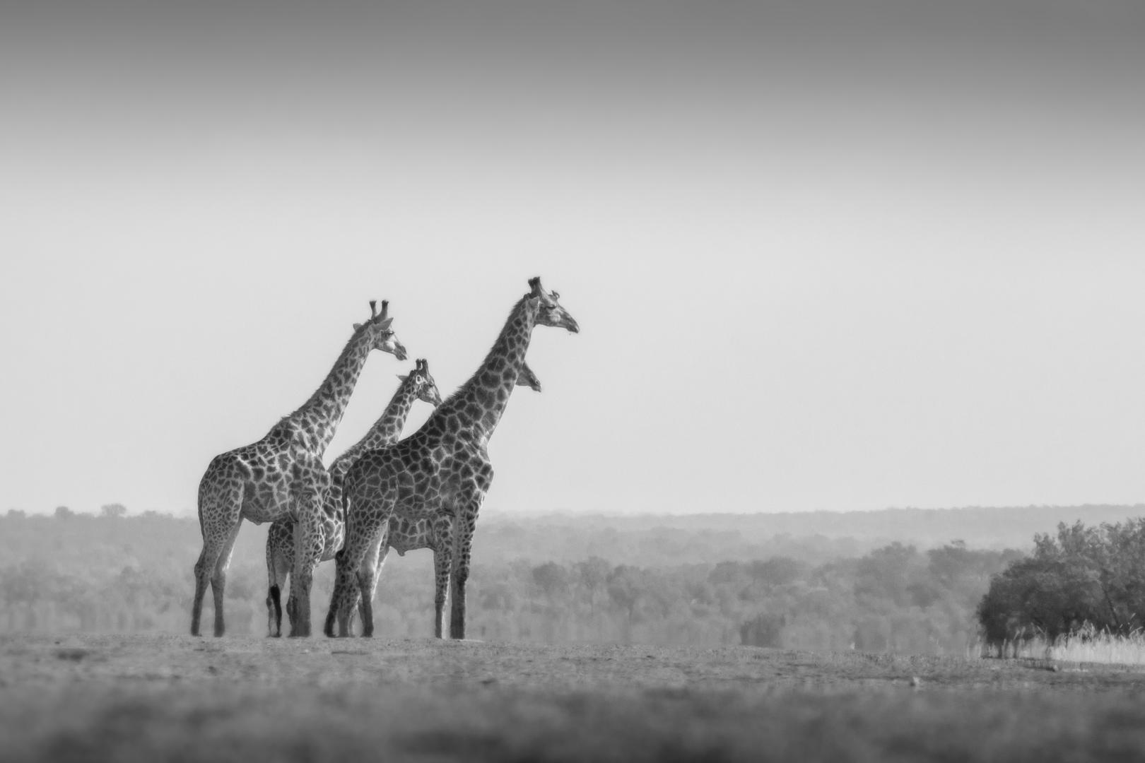 Londolozi Pioneer Camp - Sabi Sands Game Reserve - Kruger National Park 110 mg james tyrrell