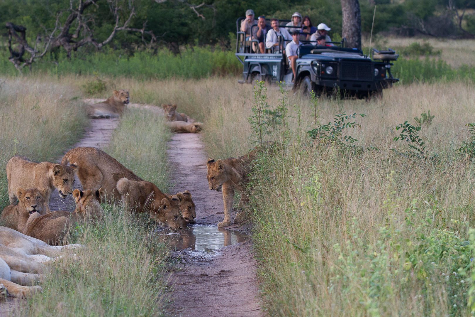 Londolozi Pioneer Camp - Sabi Sands Game Reserve - Kruger National Park 121 mhangeni tmp