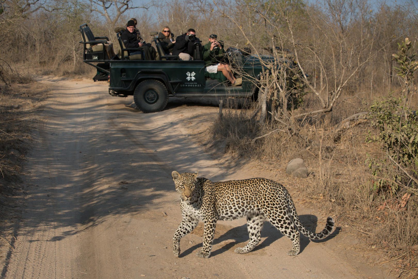 Londolozi Founders Camp - Sabi Sands Game Reserve - Kruger National Park 96 nanga female nick kleer guests