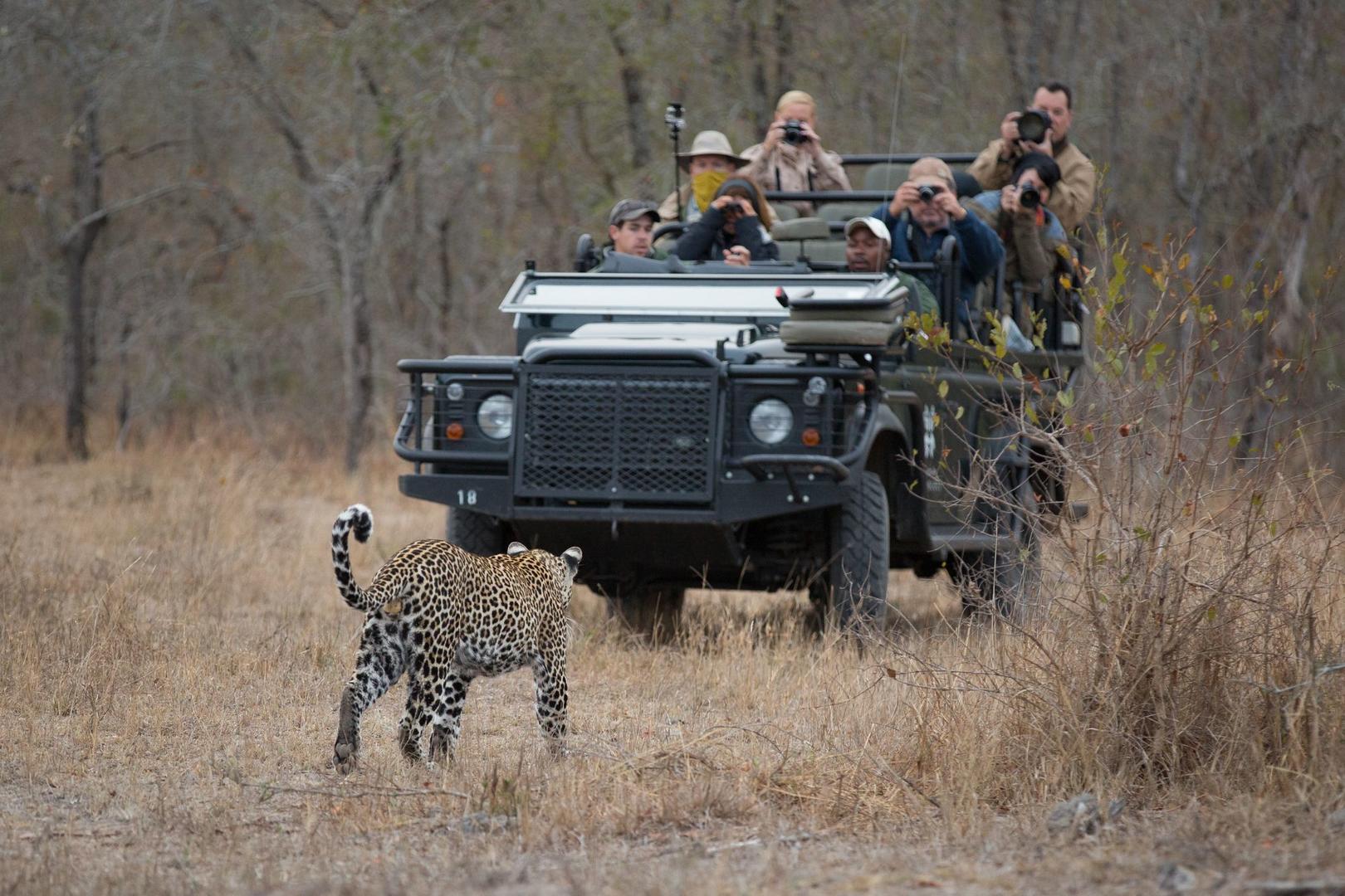Londolozi Founders Camp - Sabi Sands Game Reserve - Kruger National Park 97 quarantine male trevor richard mtabeni guests