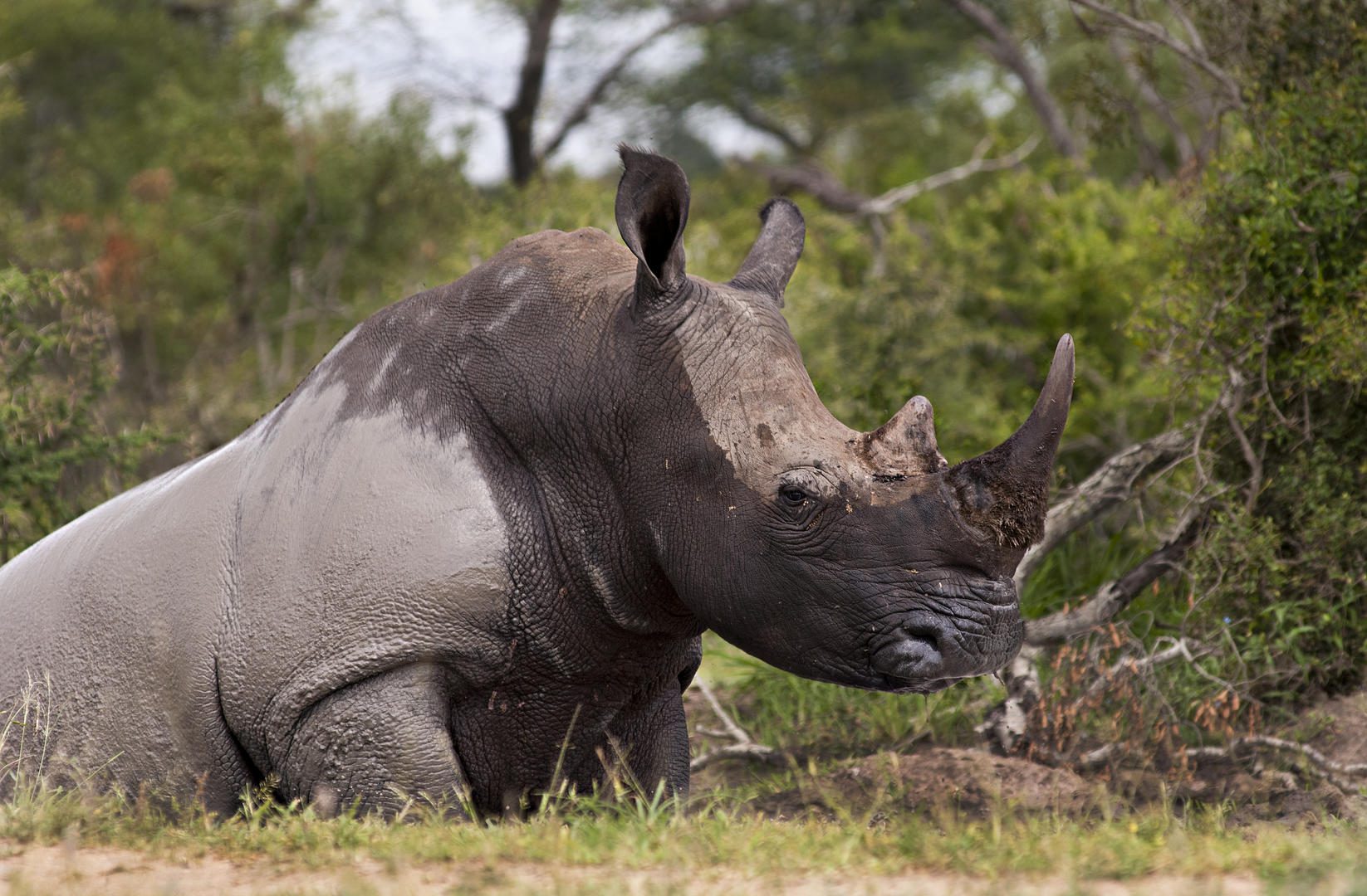 Varty Camp at Londolozi - Sabi Sands - Kruger National Park 92 rhino wallow