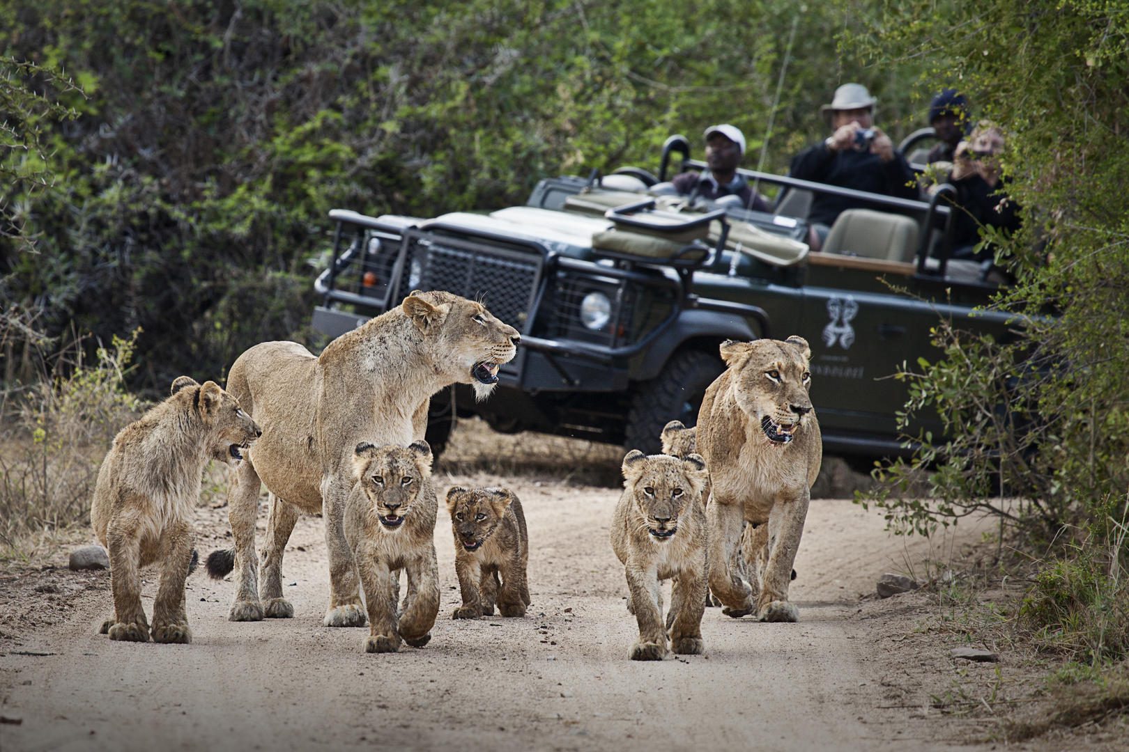 Londolozi Founders Camp - Sabi Sands Game Reserve - Kruger National Park 98 tsalala cubs and vehicle
