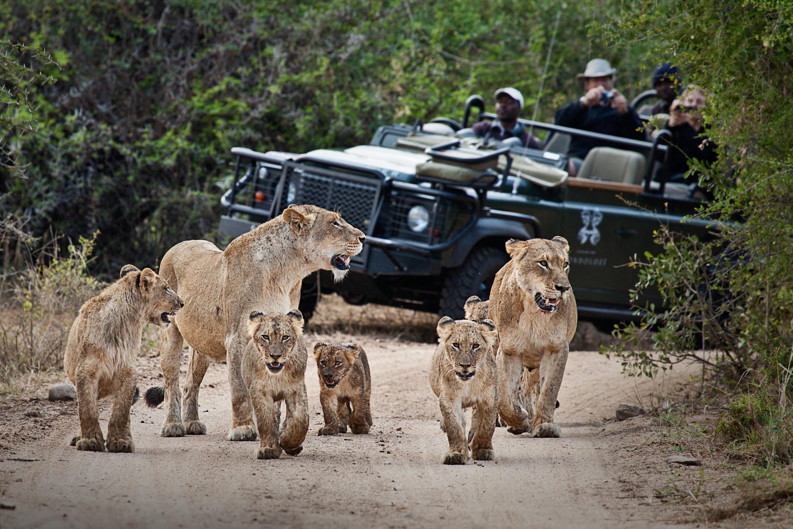 Londolozi Pioneer Camp - Sabi Sands Game Reserve - Kruger National Park 123 tsalala cubs and vehicle