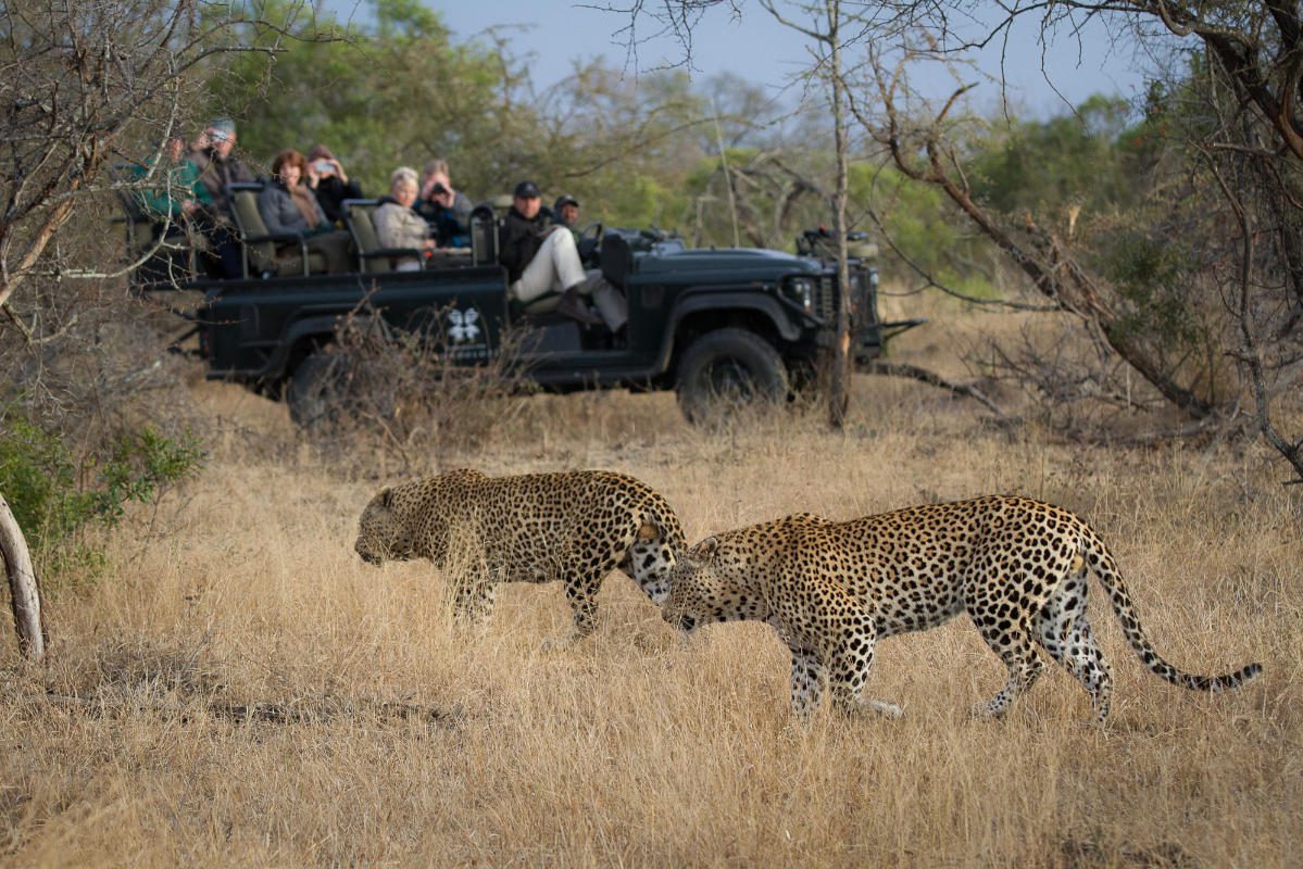 Varty Camp at Londolozi - Sabi Sands - Kruger National Park 93 two leopard james tyrrell